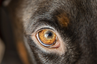 PTA: loomaomanik vastutab oma looma eest