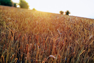 USA tollipoliitika tagamaadest