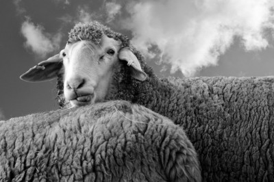 Kuulsin raadios kurtvat ministrit, et neil on ajude puudus!